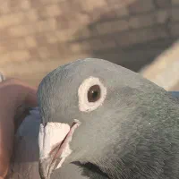 ماده سبز جان اردن