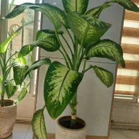 گل طبیعی دیفن