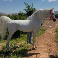 اسب نریان سیلمی عرب مصری دوسر وارداتی سواریدار