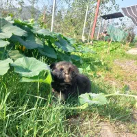 ژرمن شولاین|سگ|لاهیجان, شهرک فرهنگیان|دیوار