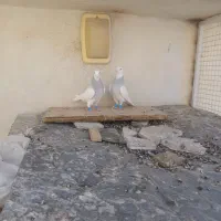 کفتر طوقی کبوتر طوقی فروشی|پرنده|شیراز, شهرک امام حسن|دیوار