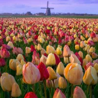 مهاجرت به هلند بدون مدرک زبان|خدمات پیشه و مهارت|مشهد, ده دی|دیوار