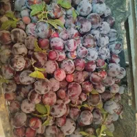 الو شابلونی خوب بدونه خرابی