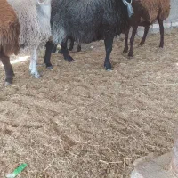 شیشک میش افشاری|حیوانات مزرعه|مبارکه, |دیوار