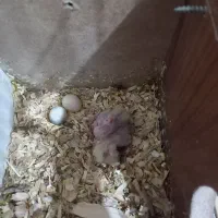 عروس هلندی سوخنگو|پرنده|اشنویه, |دیوار