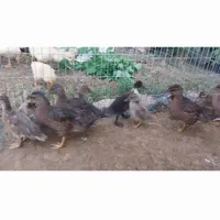جوجه اردک کال(مینیاتوری) انزلی|حیوانات مزرعه|رشت, فرزانه|دیوار