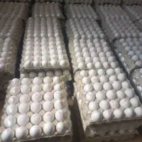 تخم مرغ جزئی وعمده
