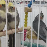 عروس هلندی دستی