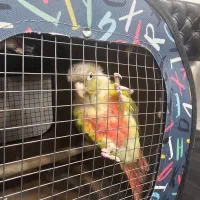 گرینچیک|پرنده|ری, علایین|دیوار