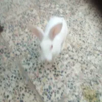 خرگوش|موش و خرگوش|دزفول, |دیوار