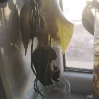 نهال انبه|گل و گیاه طبیعی|قم, پردیسان|دیوار