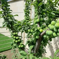 محصولات کشاورزی