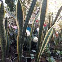 گلهای اپارتمانی در بی بیان بزرگ|گل و گیاه طبیعی|مسجد سلیمان, |دیوار