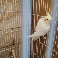 عروس هلندی|پرنده|نجفآباد, جلال آباد|دیوار