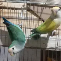 جفت برزیلی|پرنده|شهریار, شهرک وائین|دیوار