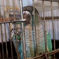 فروش طوطی گرینچیک ،تراکوییس،خورشیدی|پرنده|آمل, |دیوار