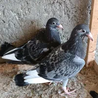 کبوتربغدادی ومسافتی|پرنده|ساری, |دیوار