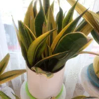 گل سانسوریای ابلق|گل و گیاه طبیعی|سنگر, |دیوار