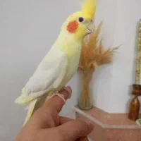 عروس هلندی لوتینو