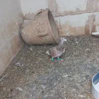 کبوتر سارکوهی