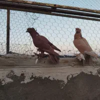 کفتر رنگی|پرنده|قم, آزادگان|دیوار