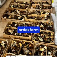 امروز سفارش جوجه بده یکشنبه وچهارشنبه  تحویل بگیر