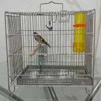 سره شیش ماهه ریز خون