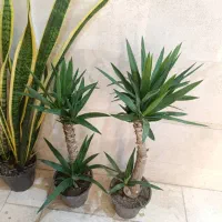 گل آپارتمانی زاموفیلیا فیکوس یوکا سانسوریا