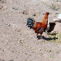 خروس گلین اصل|حیوانات مزرعه|کوثر, |دیوار