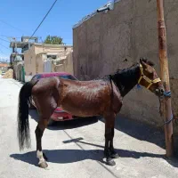 اسب|اسب و تجهیزات اسب‌سواری|کرانی, |دیوار