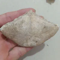 سنگ قیمتی و فسیل