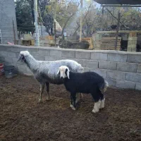 گوسفند جوان بره دار با بره نر|حیوانات مزرعه|گنبد کاووس, |دیوار