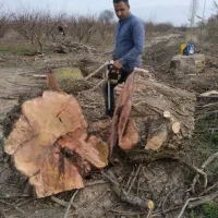 بالاترین خرید چوب و درخت باغی  نقدی 7000