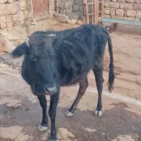 یک راس گاو کردی سالم ۵ماه آبستن