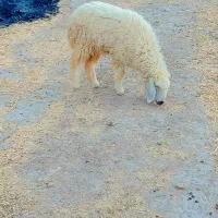 دوتا بره ماده (کاور) قیمت مناسب