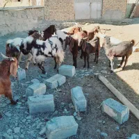 بزغاله پاکستانی نر۱۰ راس. بز میش بره|حیوانات مزرعه|رضویه, |دیوار