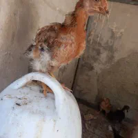 جوجه مرغ و خروس