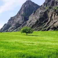 کار ابیار درختان گل گیاه  در خدمتم