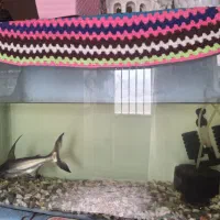 کوسه ماهی|ماهی|بندرعباس, |دیوار