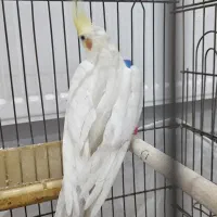 عروس هلندی لوتینو|پرنده|مشهد, رده|دیوار