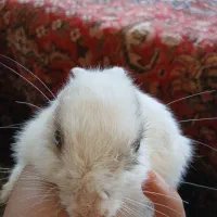 خرگوش بازی گوش