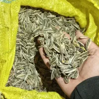 تخمه درجه یک خوی