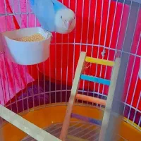 طوطی برزیلی آبی|پرنده|ری, دیلمان|دیوار