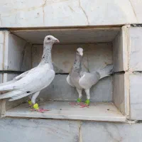 هفت‌رنگ|پرنده|الوند, |دیوار