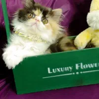 گربه|گربه|تهران, دستغیب|دیوار