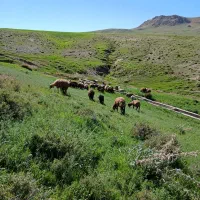 ۷۵۰۰۰۰۰۰|حیوانات مزرعه|افشار, |دیوار