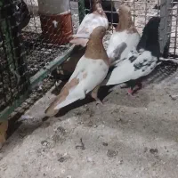 سینه زردو مشکی معاوضه