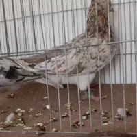 هفت رنگ دم سفید|پرنده|بردسکن, |دیوار