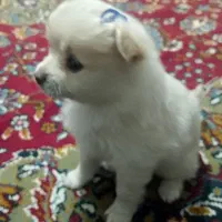 سگ پامرانین روباهی