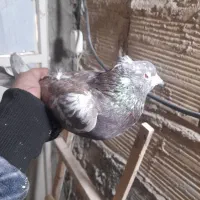 کفتر پرشی|پرنده|فردیس, شهرک ارم|دیوار